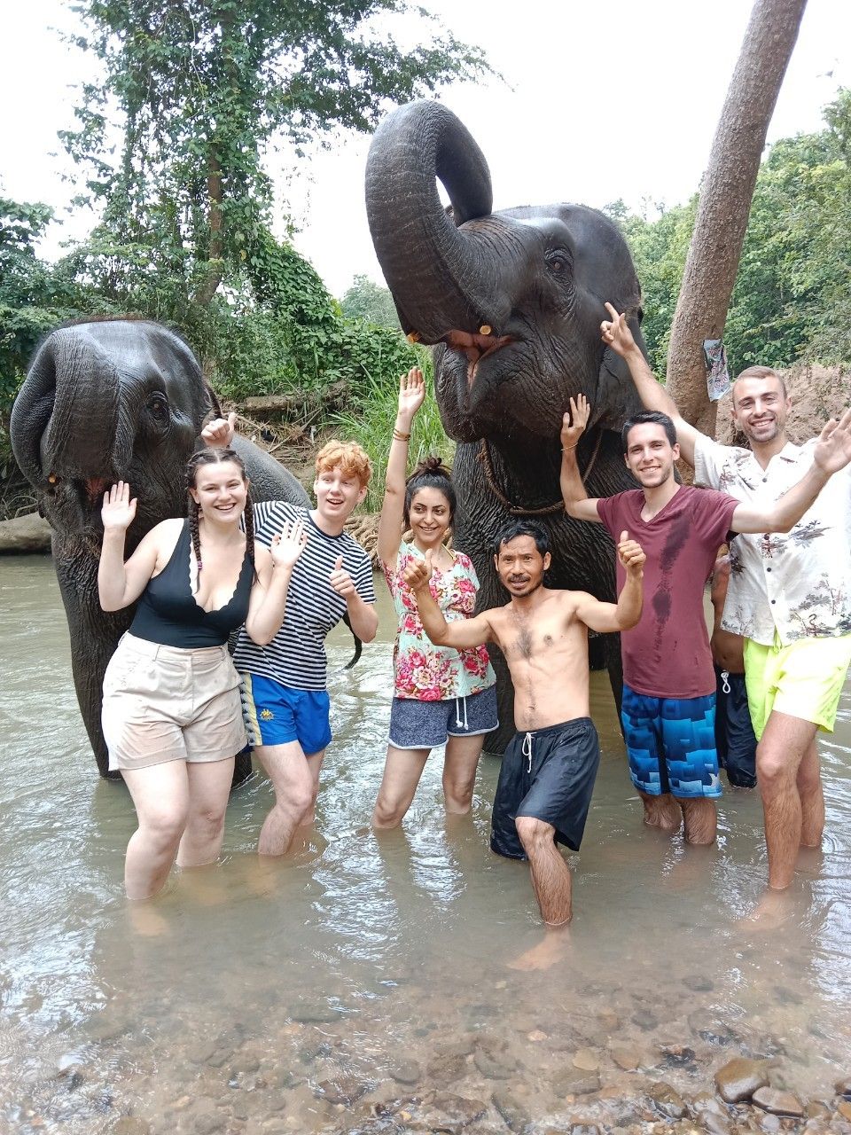 Thai Elephants
