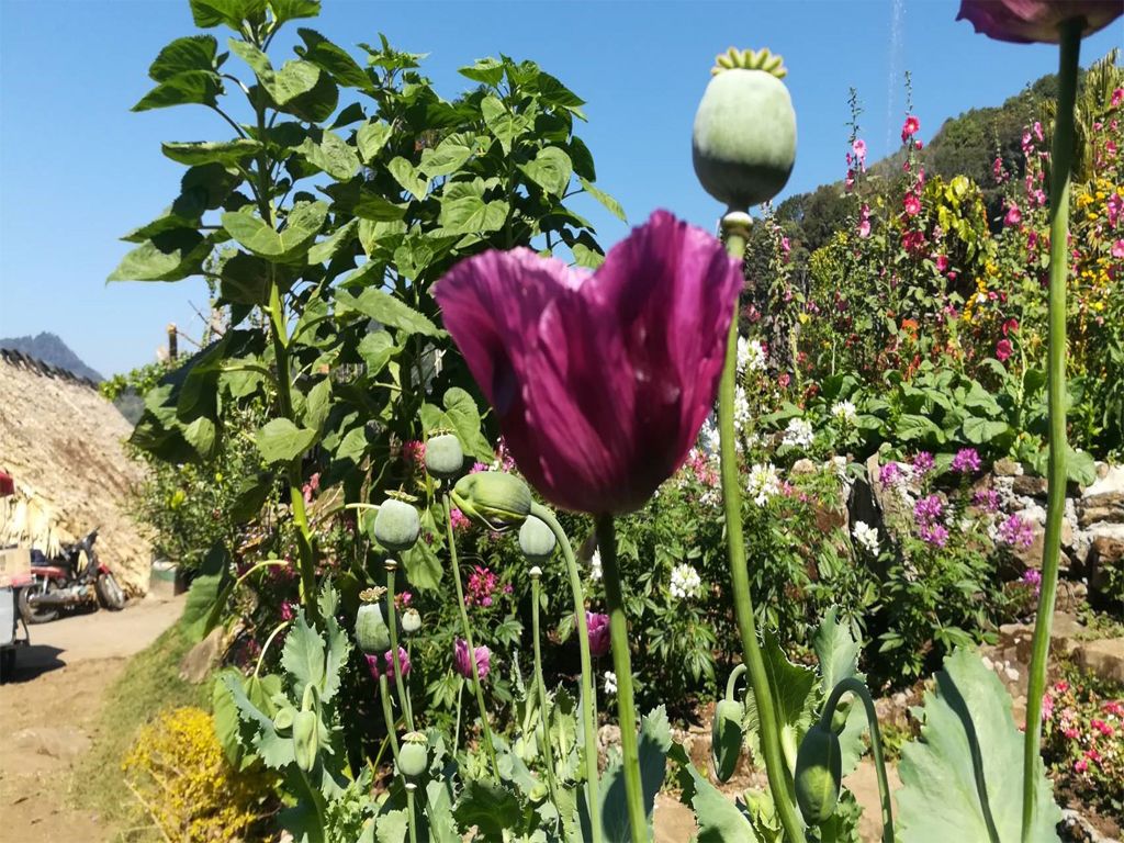 Hall of Opium